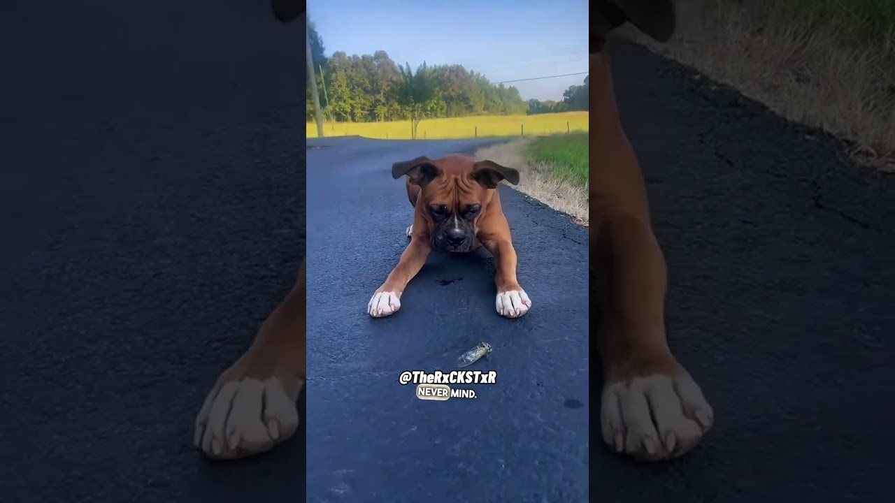 The Boxer & The Cicada! Full version! - RxCKSTxR Comedy Voiceover