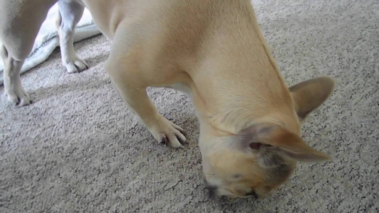 The Dog That Blogs | WellyBix