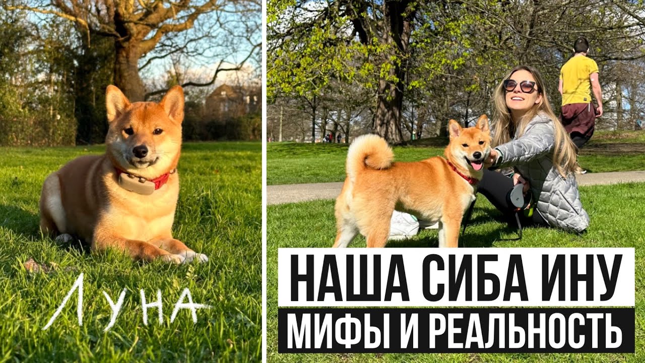 СИБА-ИНУ мифы и реальность 🦊 ПЛЮСЫ и МИНУСЫ собаки породы Шиба-Ину