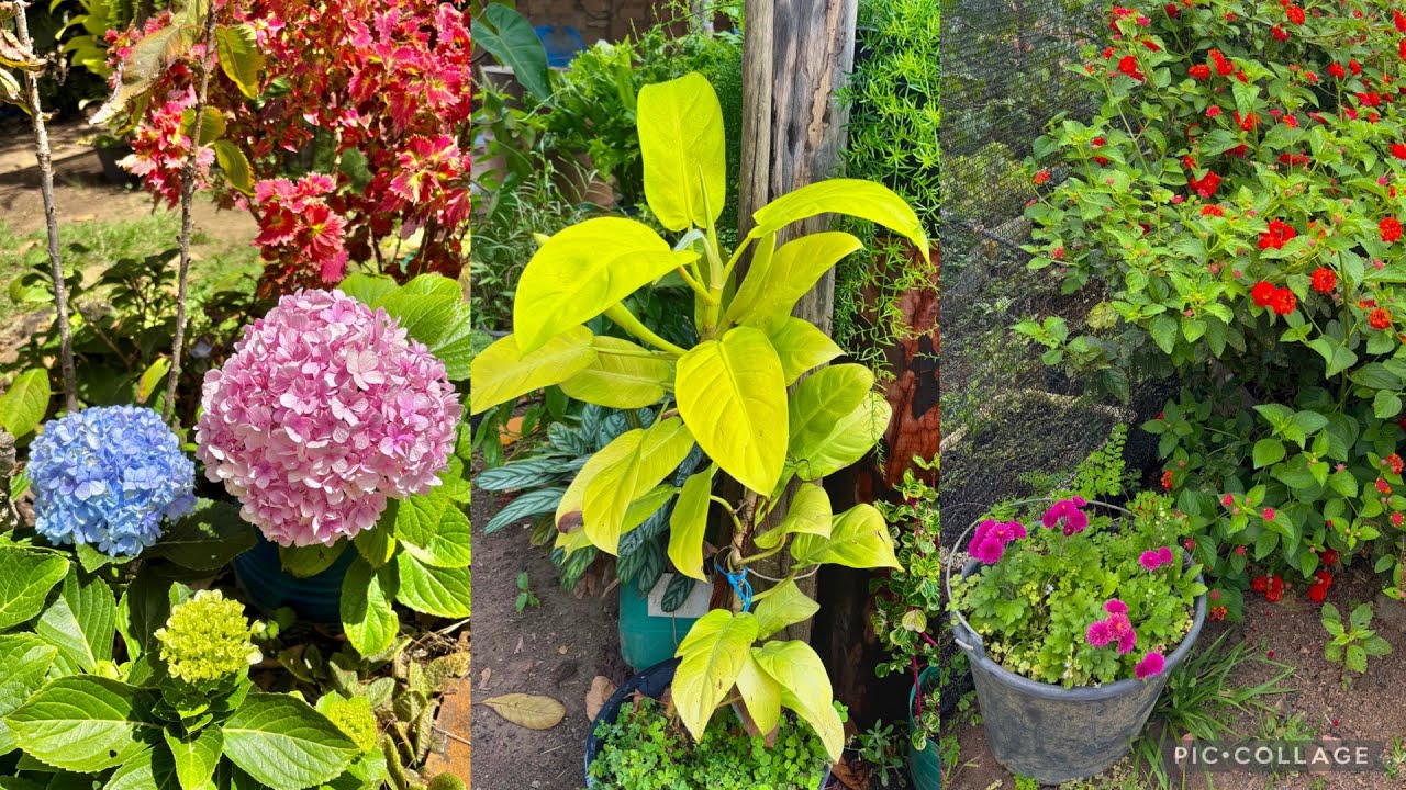 Flores Lindas e Mudanças Incríveis no Meu Jardim 🪴 
