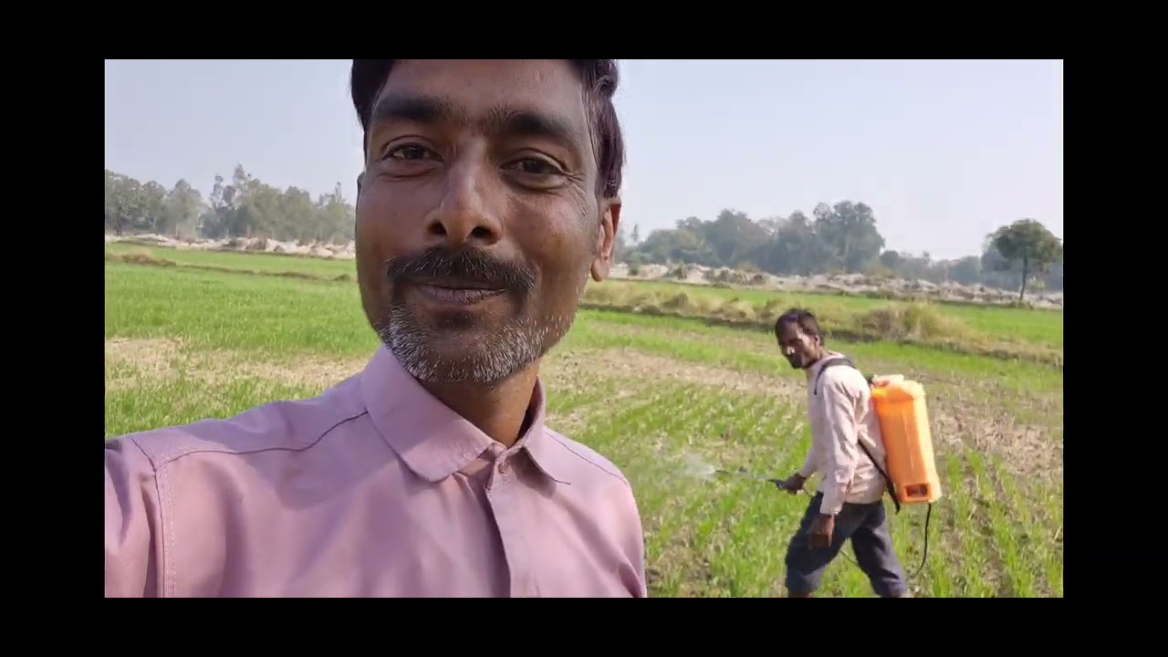 गेहूं की बुवाई, सिंचाई, दवाई, खाद, वीडियो आखिरी तक देखें मजा आएगा।