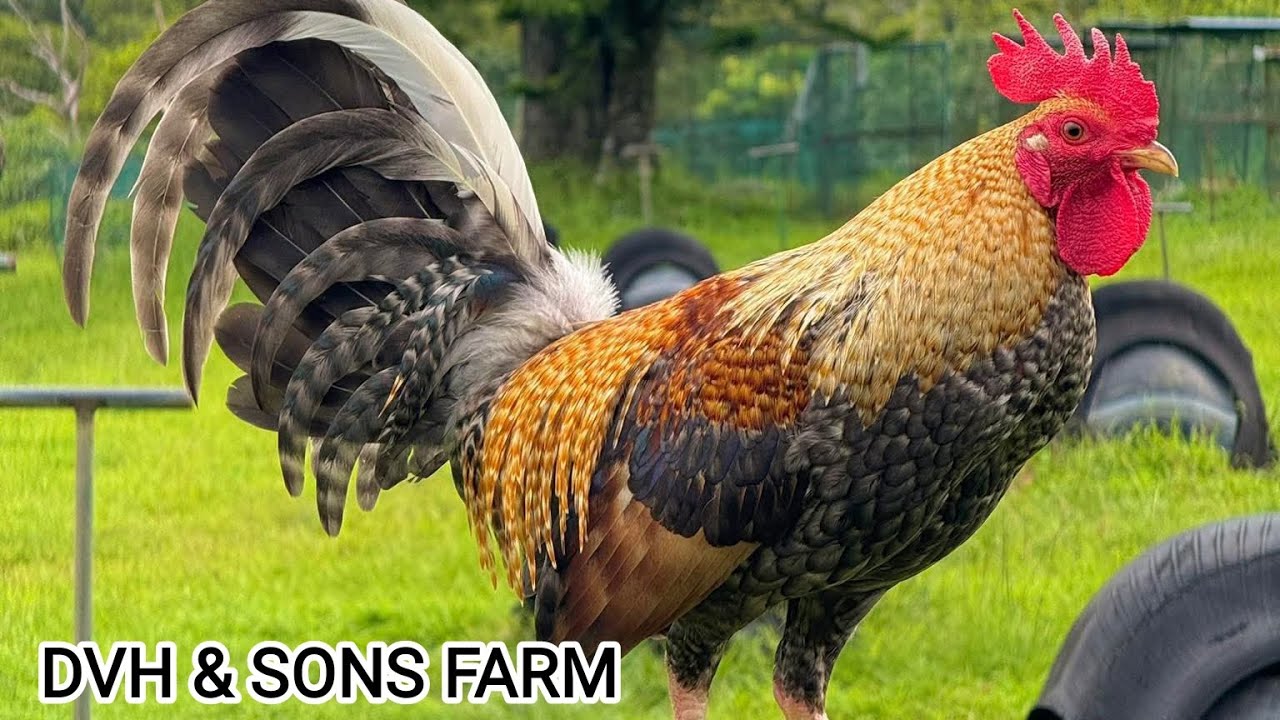 Dante Hinlo • Shape Outdoor Breeding Pens Free Range Big Farm Philippines 