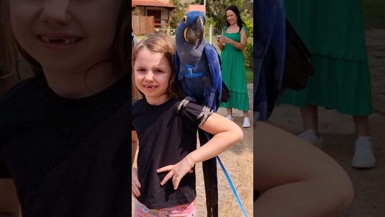 perdendo o medo de tirar foto com a Moana, Arara Azul do BioParque das Aves em Domingos Martins 💙