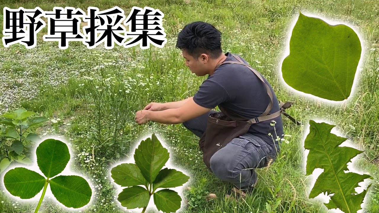 リクガメの為の野草採集！餌に出来る野草と出来ない野草