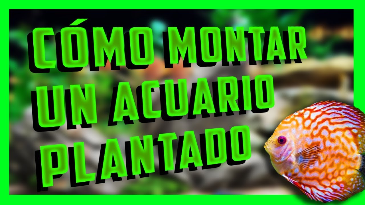 Montaje de Acuario Plantado Fácil