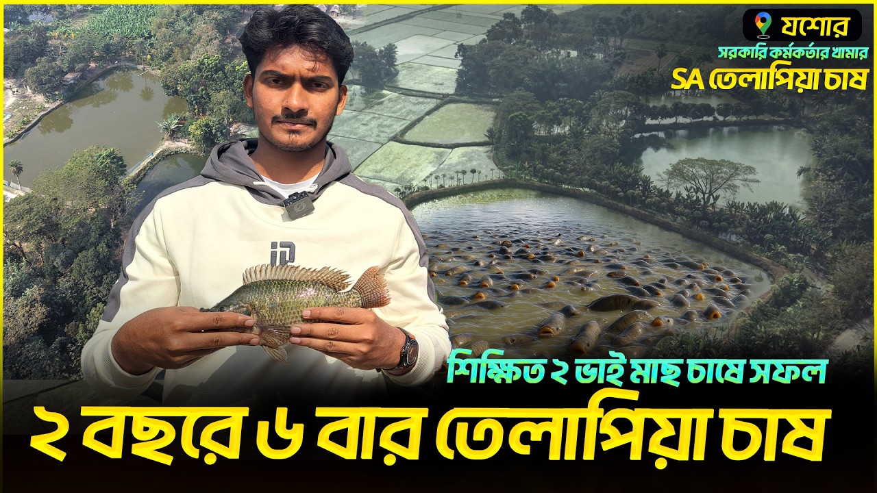 ২বছরে ৬বার SA তেলাপিয়া চাষে সফল যশোরের শিক্ষিত ২ভাই | Shakib AGRO | SA তেলাপিয়া চাষে কিভাবে সফল হবেন