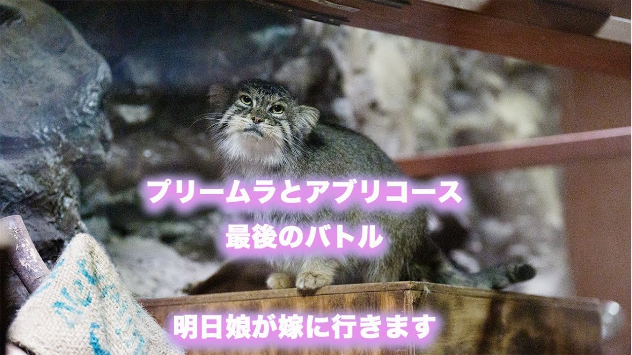 プリームラとアブリコース-最後のバトル