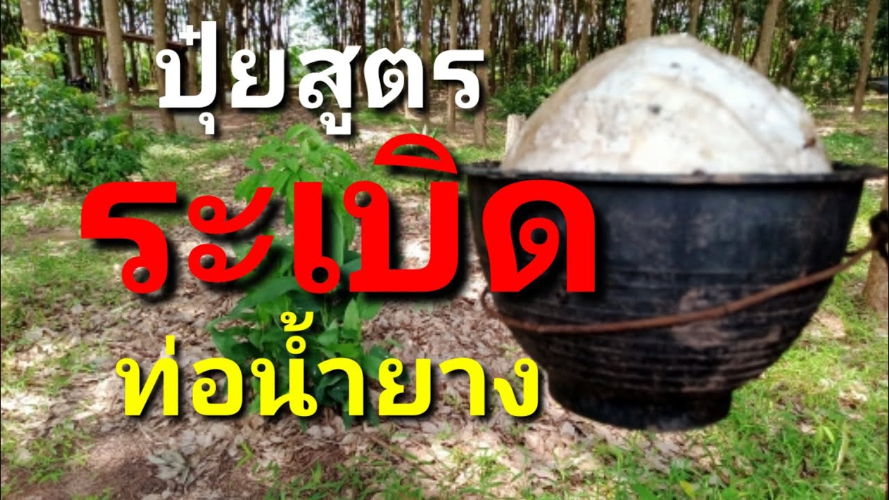 วิธีใส่ปุ๋ยบำรุงยางพารา
