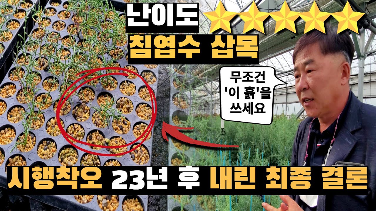 시행착오 23년 후 깨달은 침엽수 삽목성공 5가지 핵심