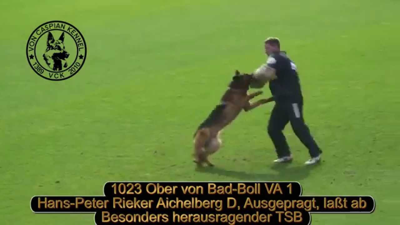 VA1 Ober Von Bad Boll , Jim Von Den Nieplitzwiesen's Father