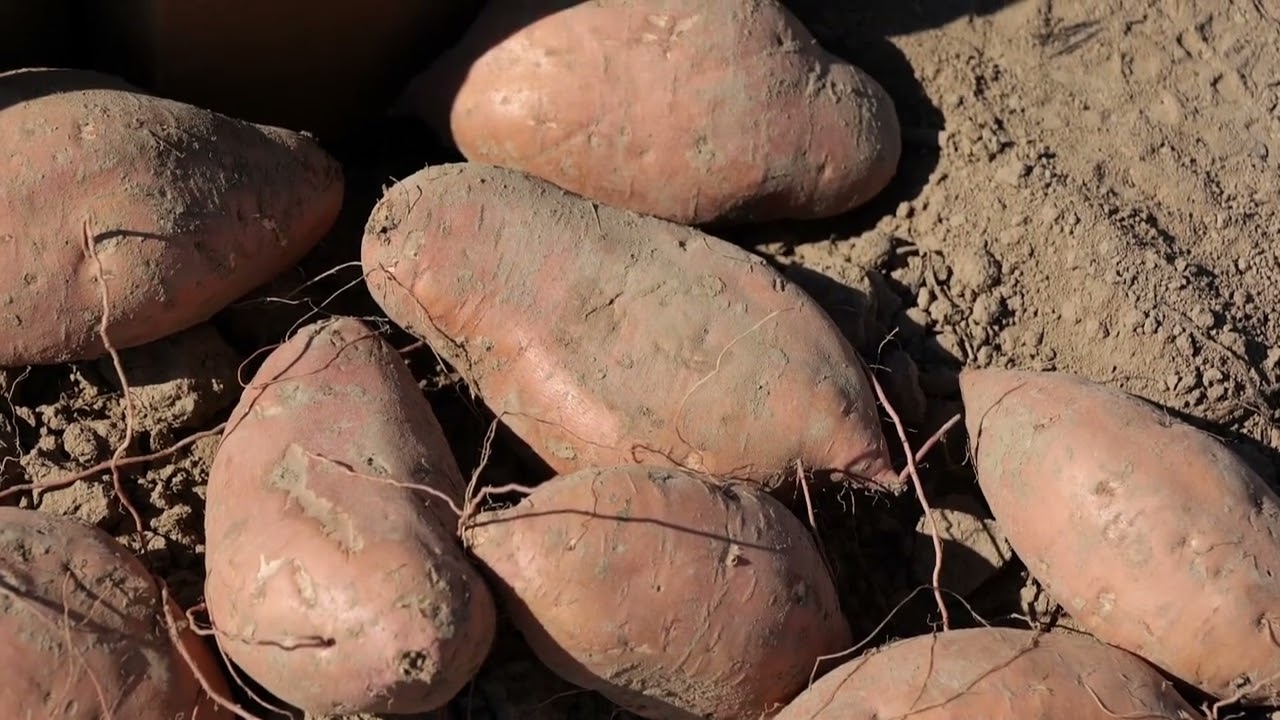 2023 Virtual Sweet Potato Field Day: LA 18-100 has great potential
