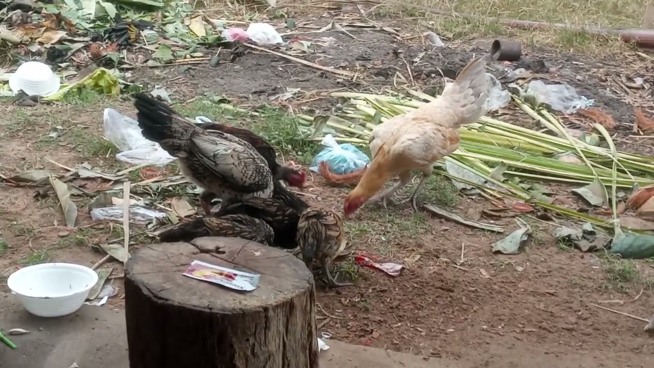 Feeding chickens activities 