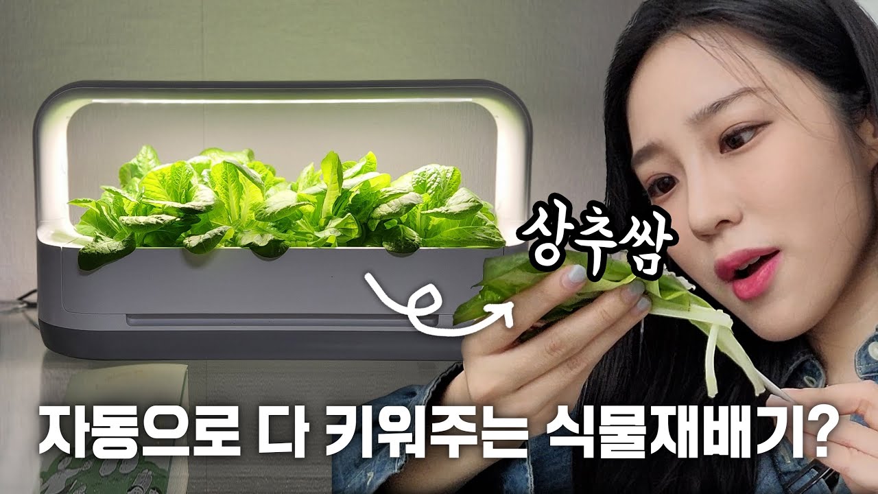 키워서 쌈 싸먹어봄ㅋㅋㅋ 자동으로 다 키워준다는 식물재배기 LG 틔운 미니 궁금증 다 풀어드립니다🥬