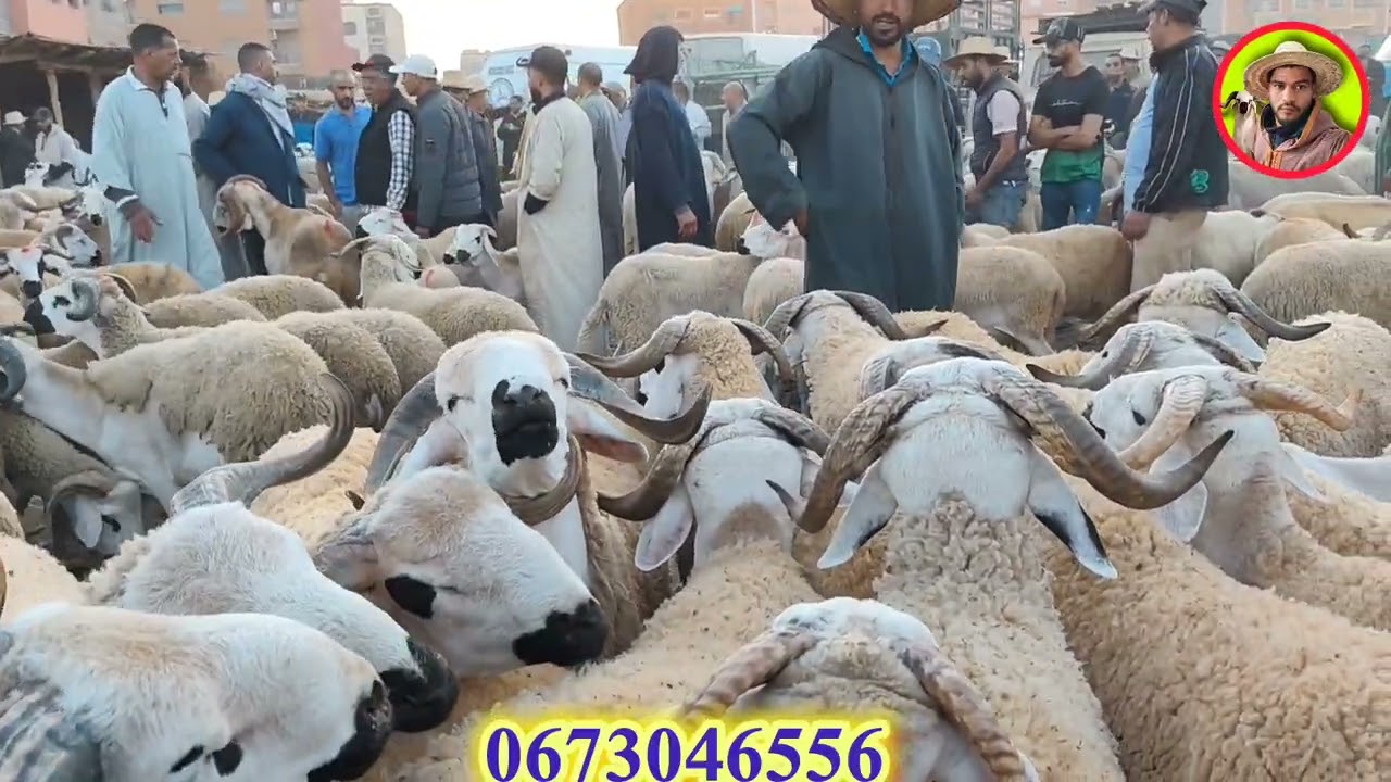 مباشرة من سوق الاتنين قلعة السراغنة بتاريخ 2025/9/22 مع أتمنة خروف 🐑 الكسائي🇲🇦🫰