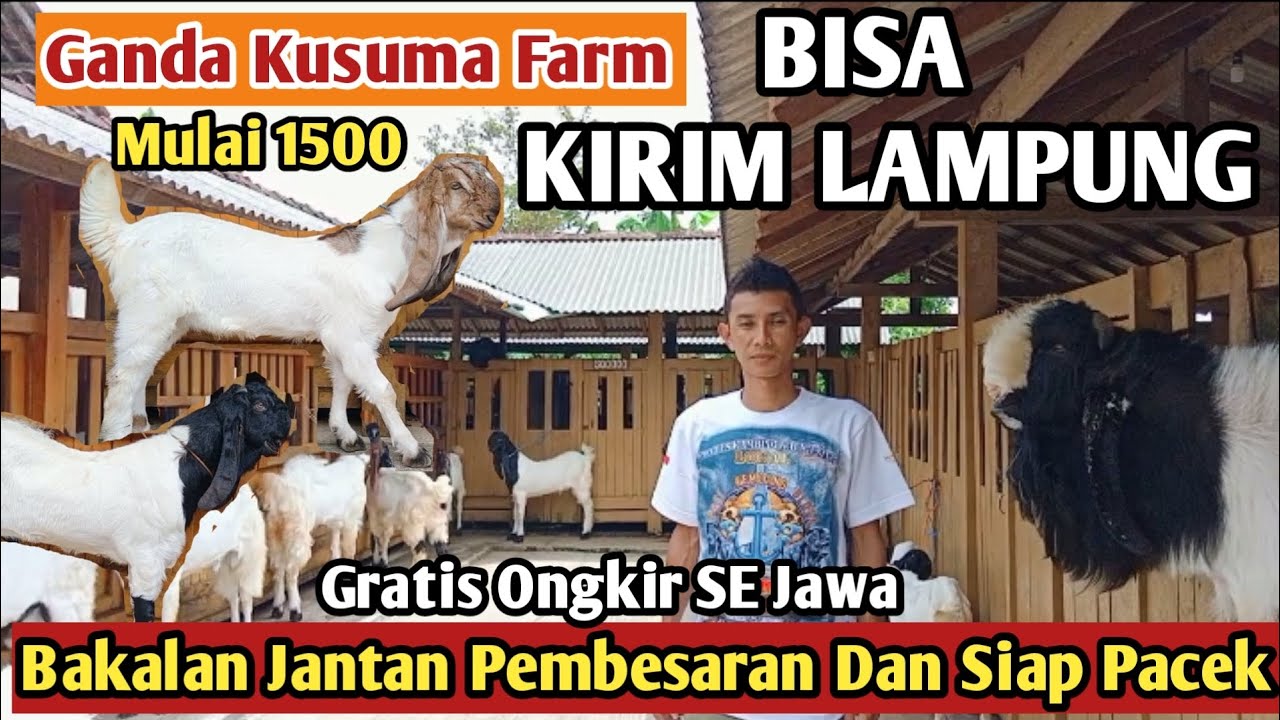 1500...!!BAKALAN JANTAN GRATIS ONGKIR SE JAWA KAMBING PE KALIGESING #hargakambing#kambingpe