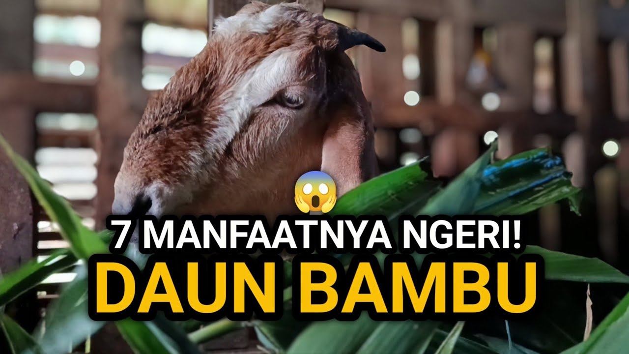 7 Manfaat Daun Bambu untuk Kambing – Efeknya Bikin Kaget