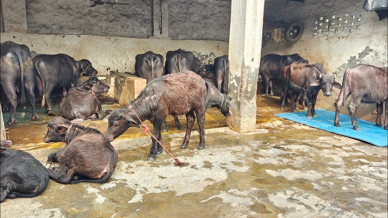 All Animals for sale, ਸਾਰੇ ਪਸ਼ੂ ਵਿਕਾਊ