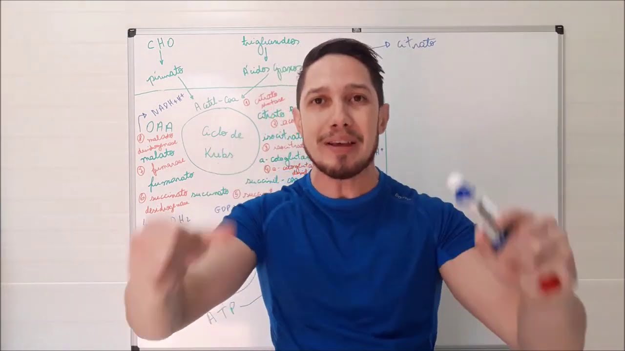 Ciclo de Krebs e sua importância para o emagrecimento
