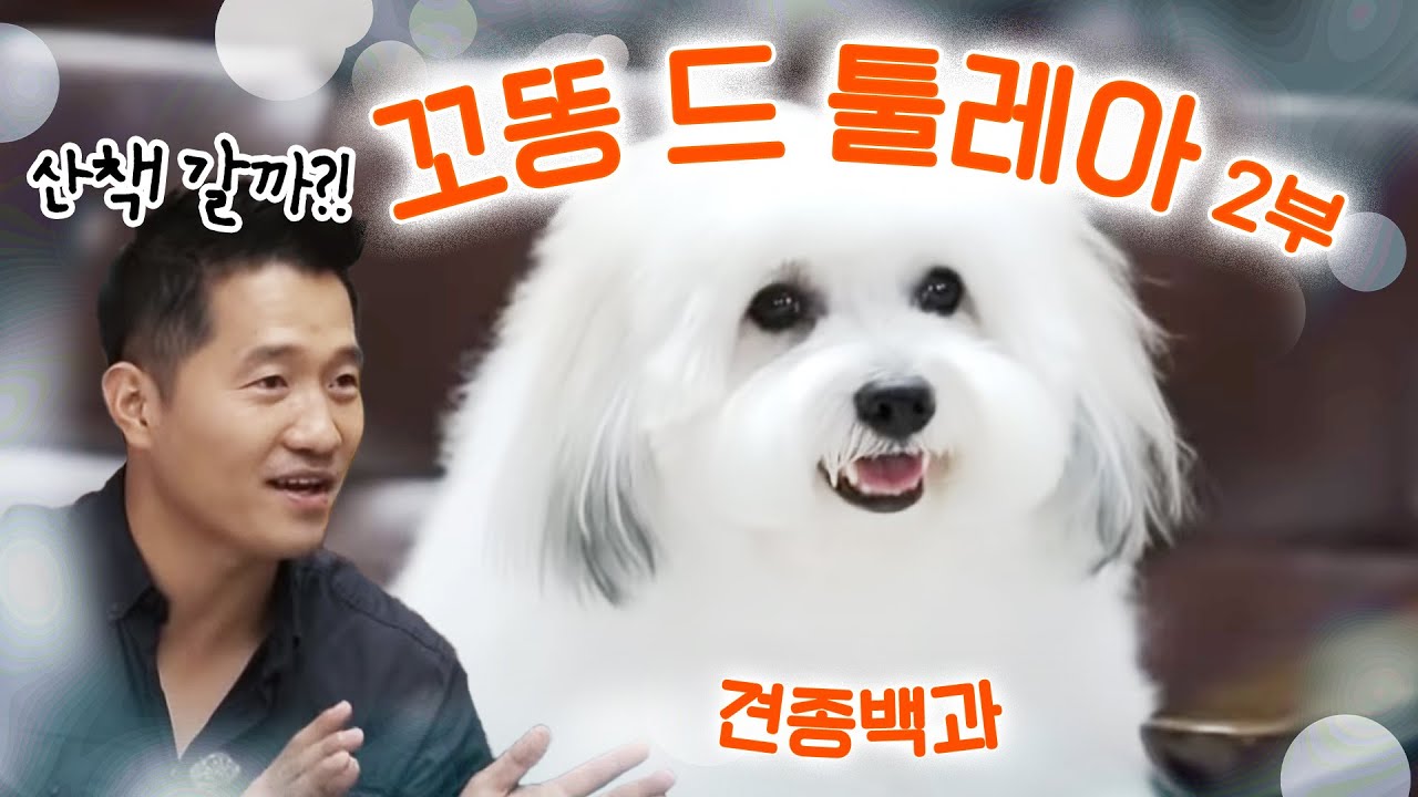 꼬똥 드 툴레아 1부｜강형욱의 견종백과 X 대도서관