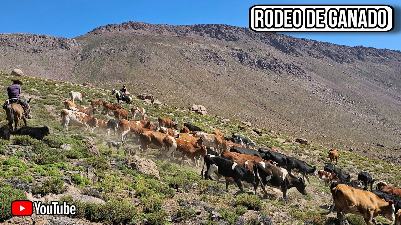 Rodeo de Ganado como es pasar un d&iacute;a arreando y la noche con los arrieros de hidalgo Putaendo