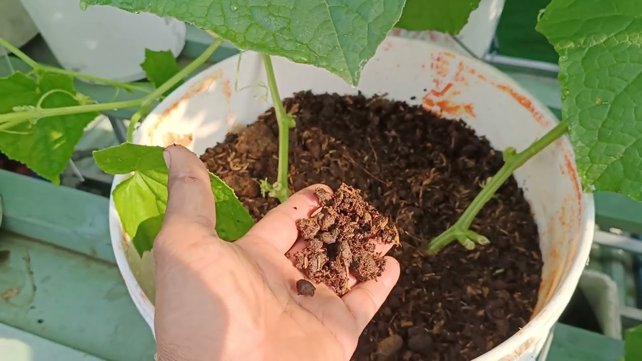 Đậu đũa, dưa leo, cà bắp trên mái tole ...