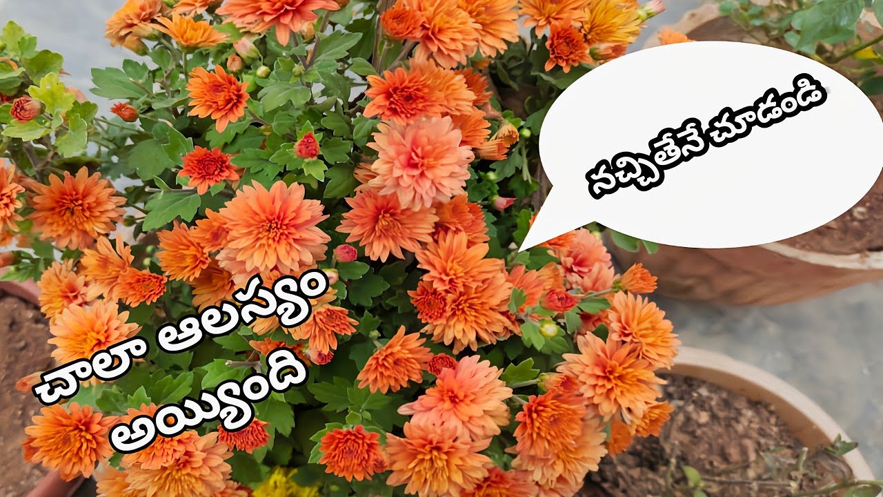 చామంతి మొక్కల గురించి కొన్ని చిట్కాలు|how to grow Chrysanthemum plants @Mokkalatho Manam #how