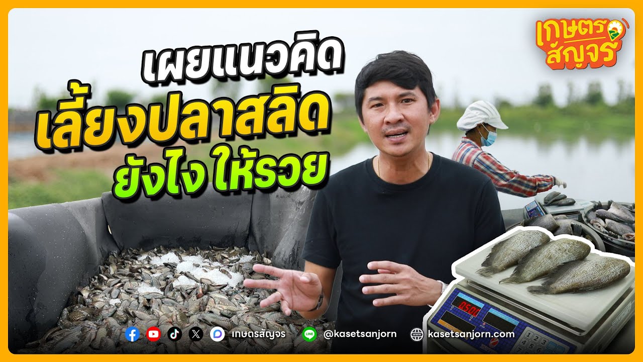 จากเซลล์อาหารสัตว์ สู่เจ้าของฟาร์มปลาสลิด เน้นอาหารโปรตีนสูง โตไวภายใน 8 เดือน