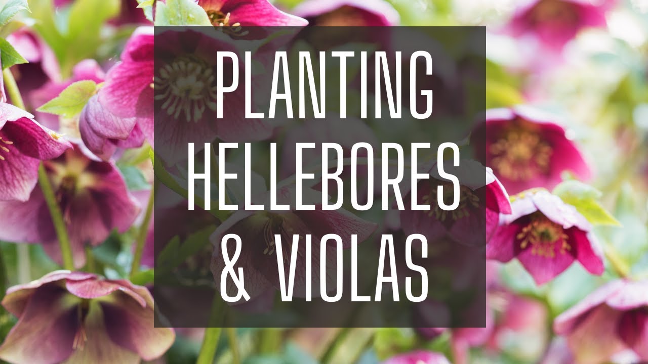 Planting Hellebores & Violas || Winter Garden Planting || Hellebores Plants || Zone 8 || Helleborus