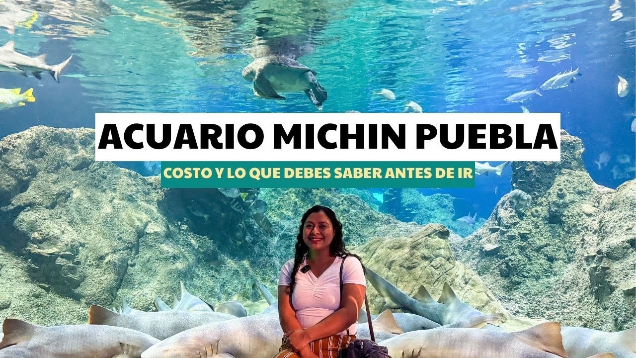 ACUARIO MICHIN PUEBLA: Costos, recorrido y animales que verás 🦈🐠