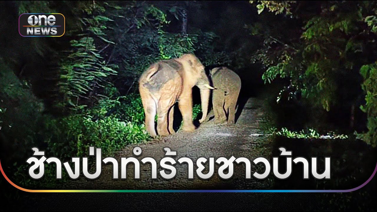 ดับอีกศพ ช้างป่าทำร้ายชาวบ้านกลางสวน | ข่าวเที่ยงช่องวัน | สำนักข่าววันนิวส์