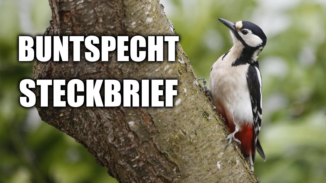 Buntspecht Artportrait (Aussehen, Lebensraum, Trommeln und mehr)