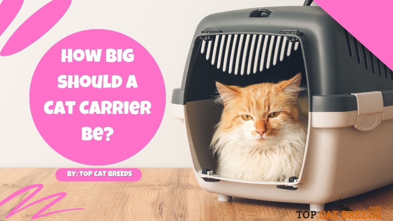 Choosing the Purrfect Cat Carrier: Size Guide & Tips!  | Top Cat Breeds