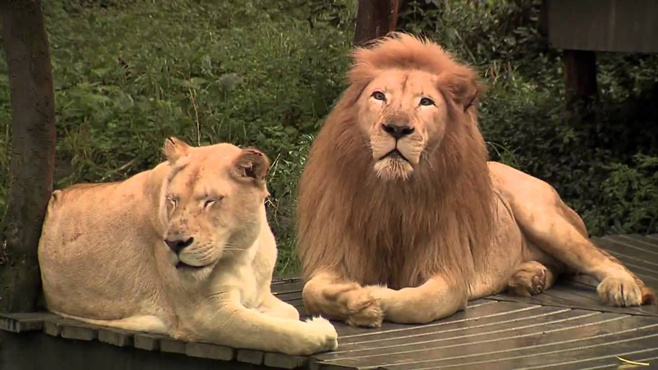 White Tigers and Lions-Cincinnati Zoo