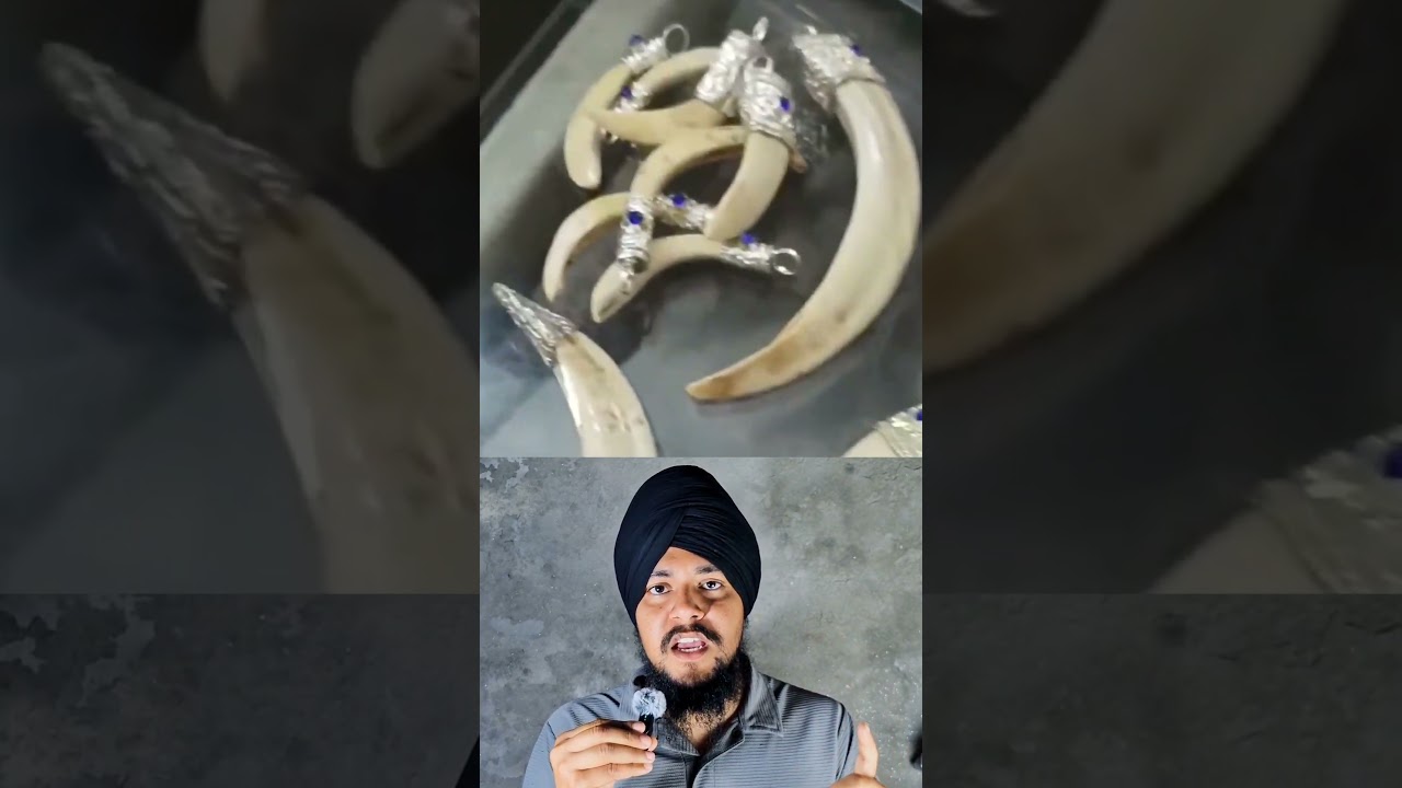 Why Did Nihang Warriors Wear Tusk