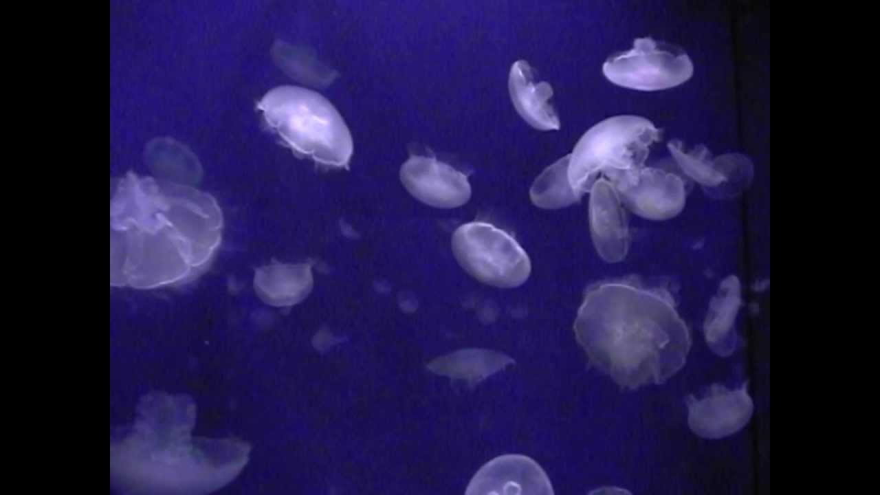 Kwallen Monterey Bay Aquarium