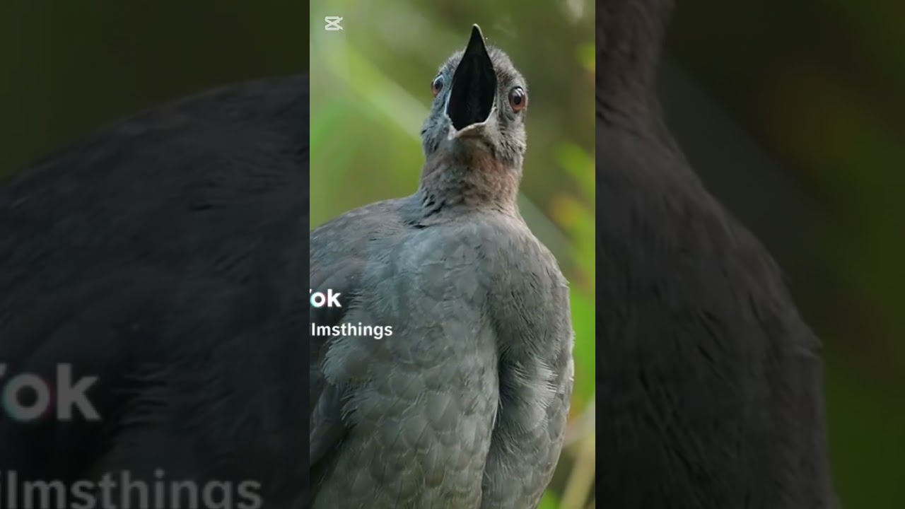 los sonidos fascinante del p&aacute;jaro Lira #aves #naturaleza #sonidosdep&aacute;jaros