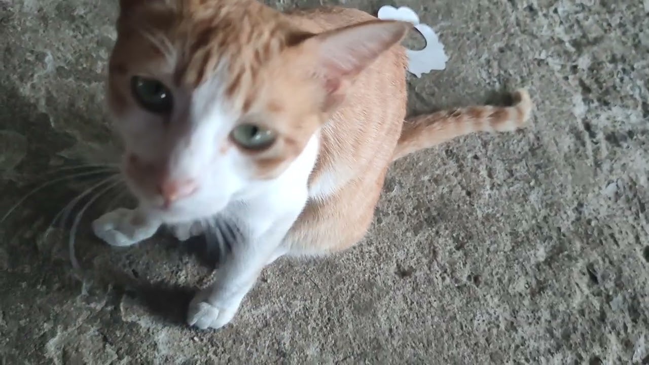 There is a pregnant cat, and she is hungry, but this cat does not let her owner touch her.