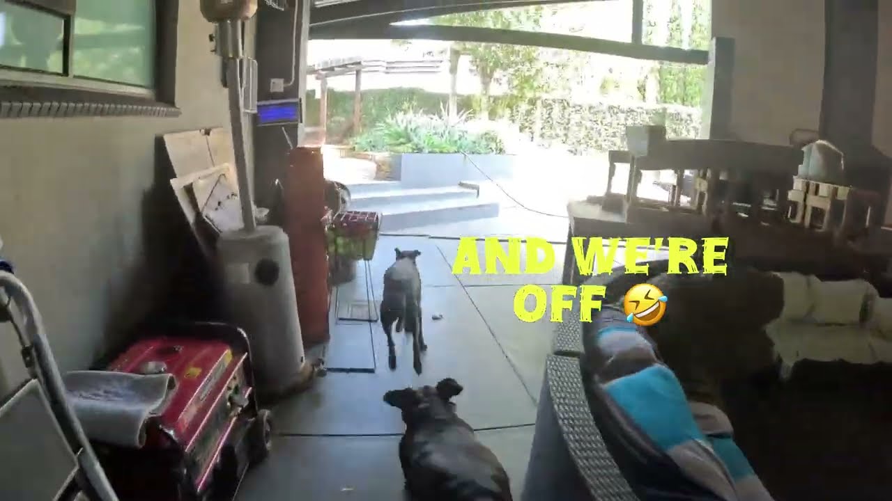 Mouse Hunters! Milo the chameleon and Juno are very excited to go looking for mice with mom. 🤣