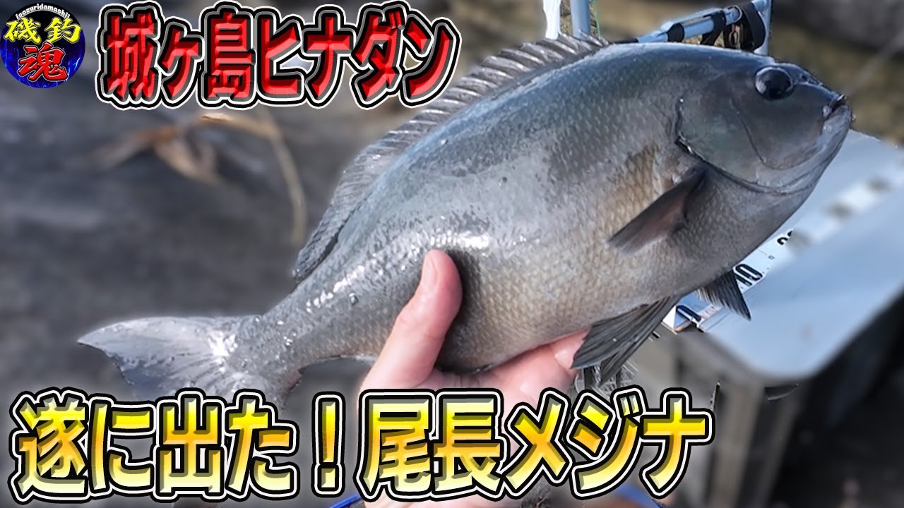 【2025年9月・城ヶ島】4度目の正直で遂に出た！BIG尾長メジナ！