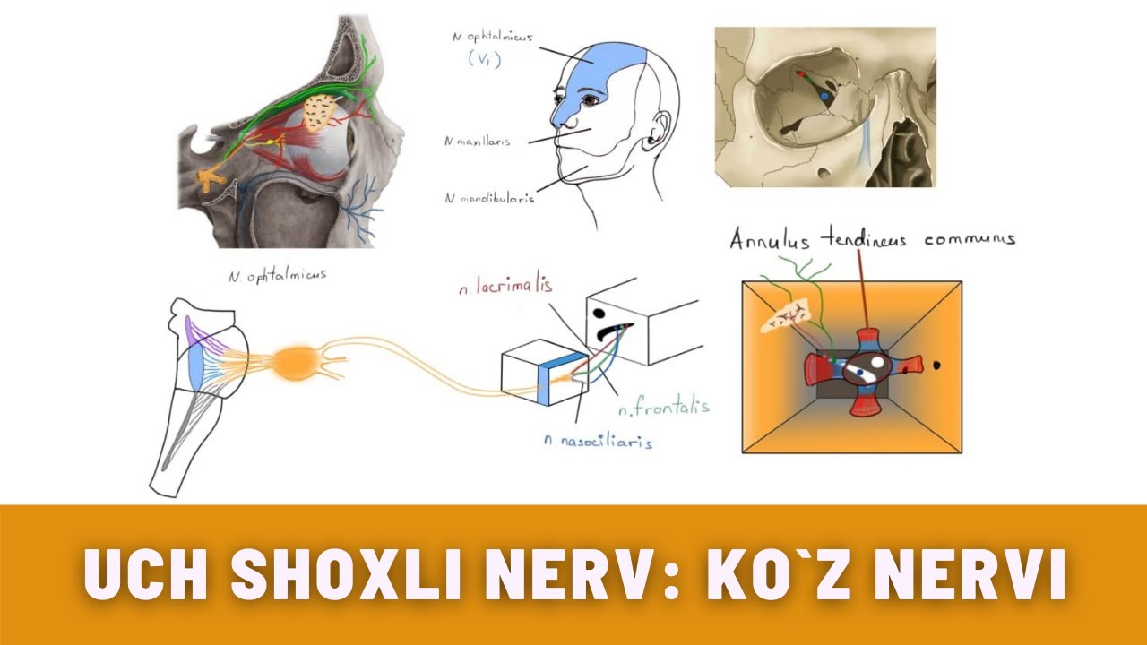UCH SHOXLI NERV  (2-QISM) |  UCH SHOXLI NERV: KO`Z NERVI  |  NERVUS OPHTALMICUS NERVI TRIGEMINI