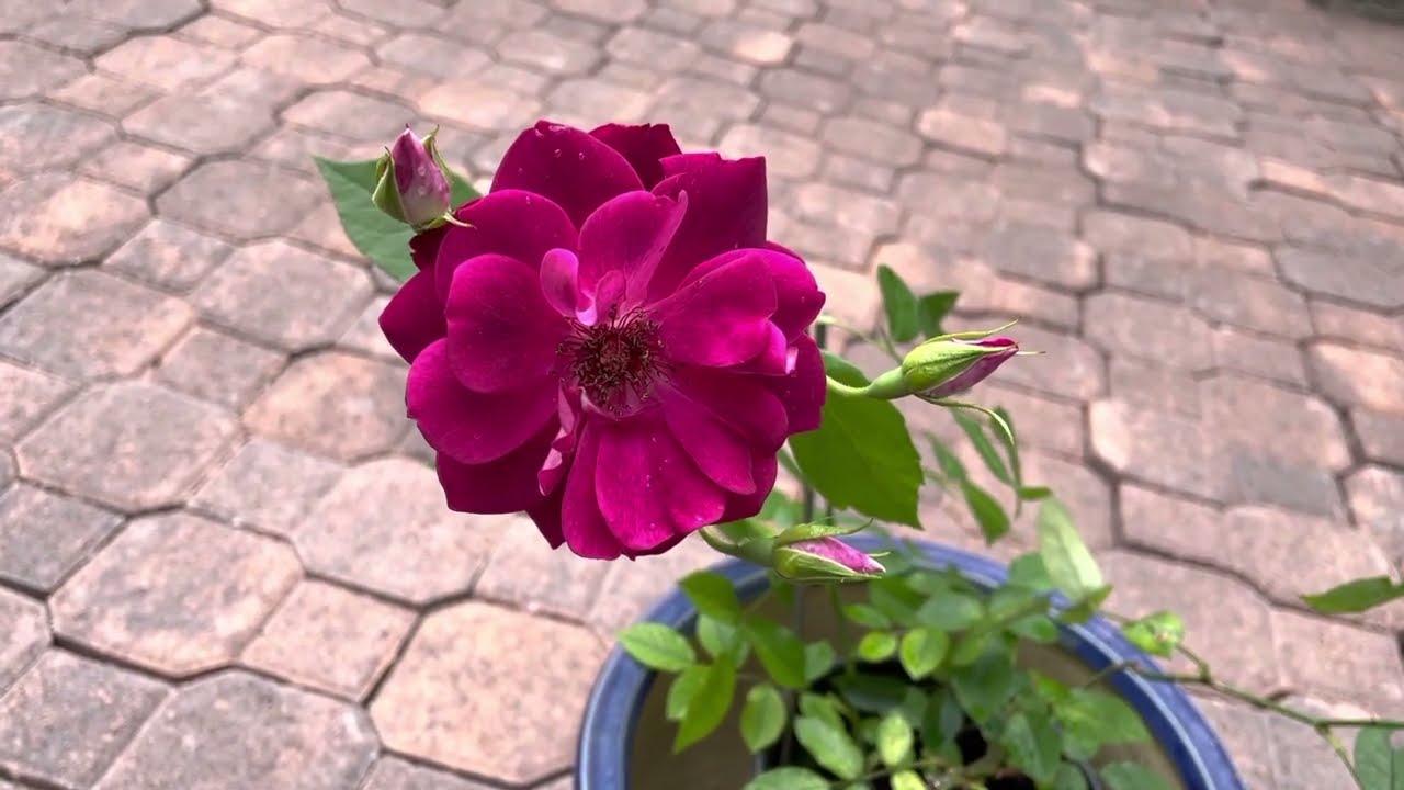 Growing Iceberg Burgundy Floribunda Rose in 1-Gallon Container (3rd Year)