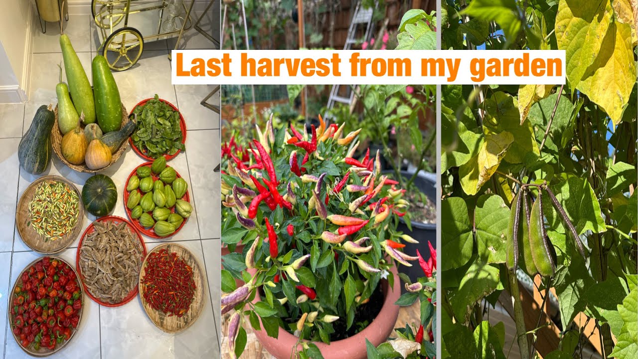 Late September vegetable harvest from my garden sep
