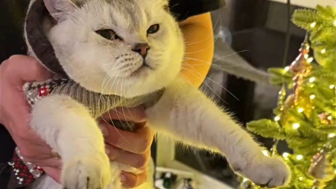 This Is Your Daily Dose of Cats Day 40