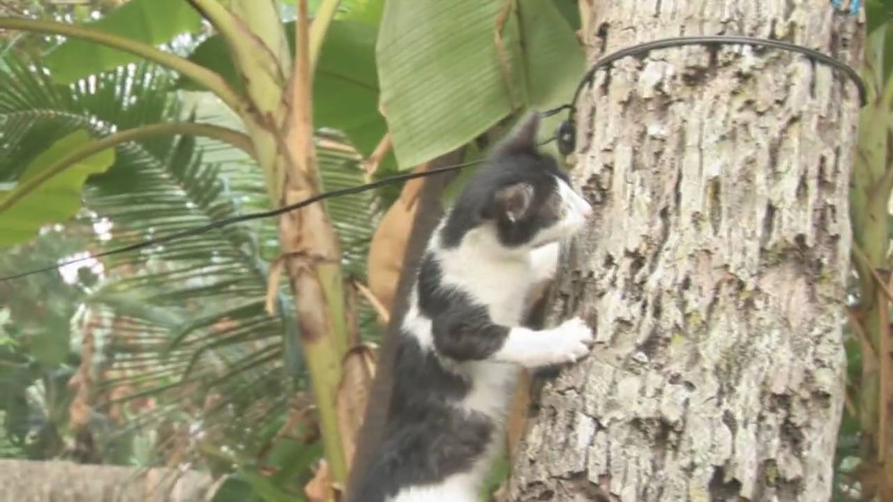 Cat Climbing Trees Full HD