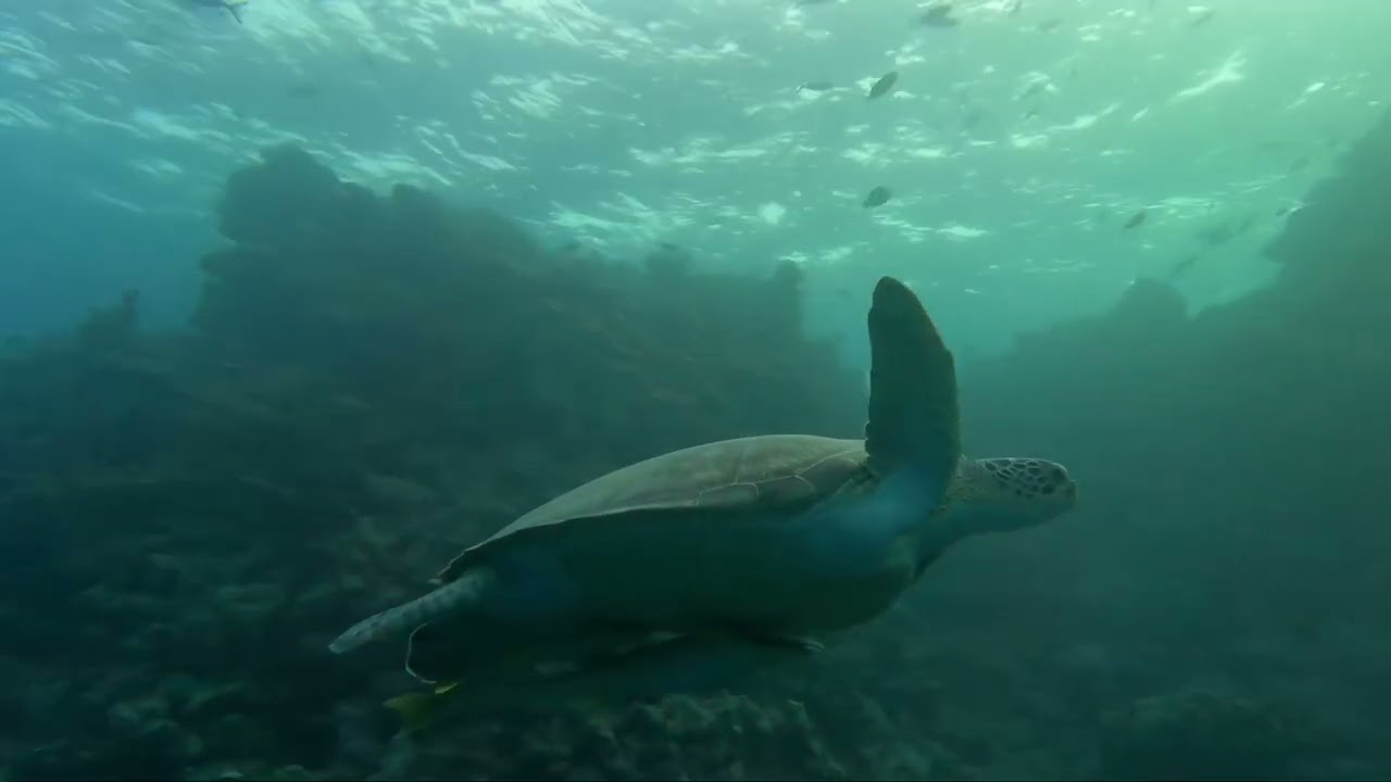 Haai en Schildpad op het House Reef van Jaz Lamaya