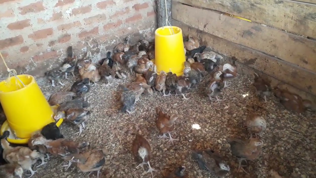 Rainbow roosters for sale  Living Hope Mixed Farm Uganda 2 #farm #backyardchickens #mixedagriculture