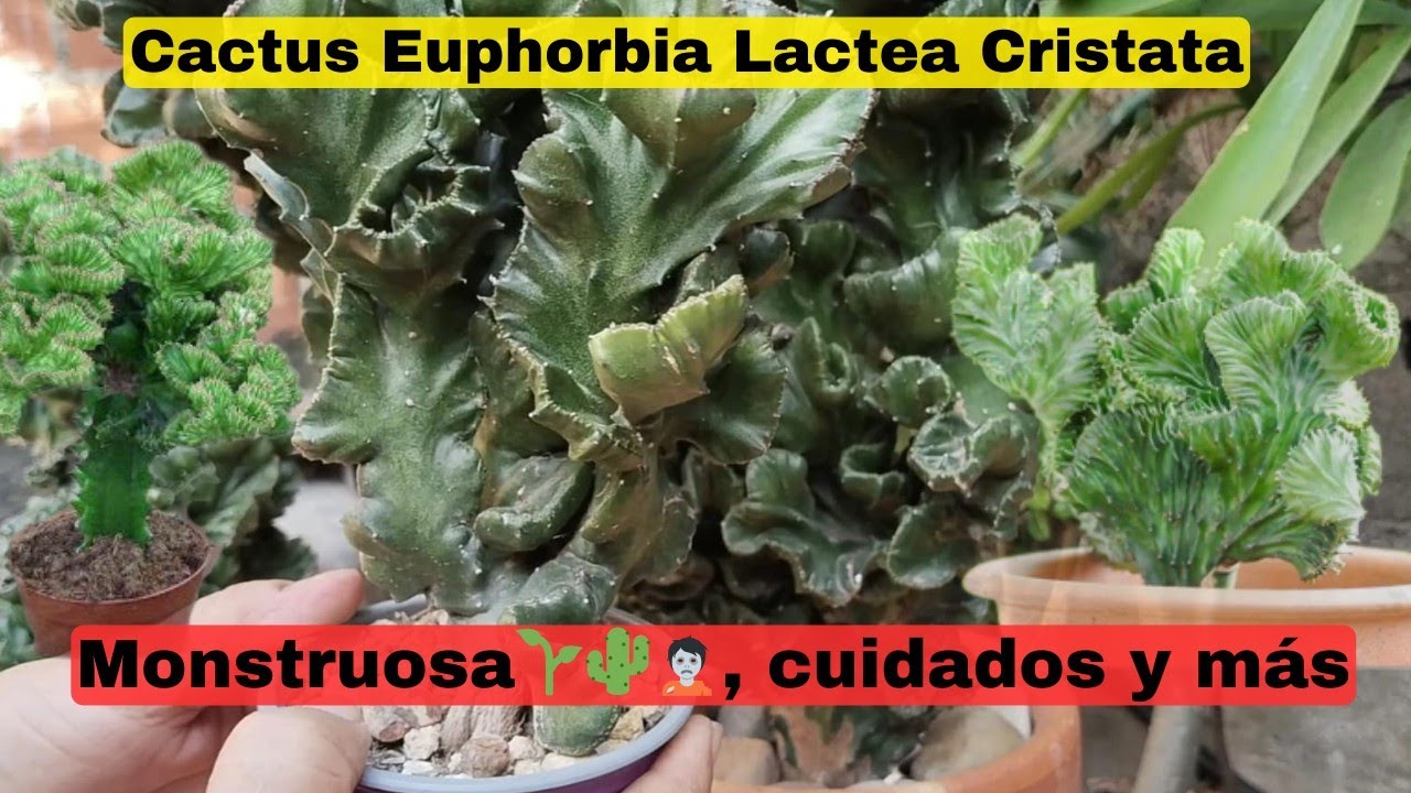 EUPHORIA LACTEA CRISTATA | Reproducción, Cuidados y Mucho Más 🌵❤️🐐