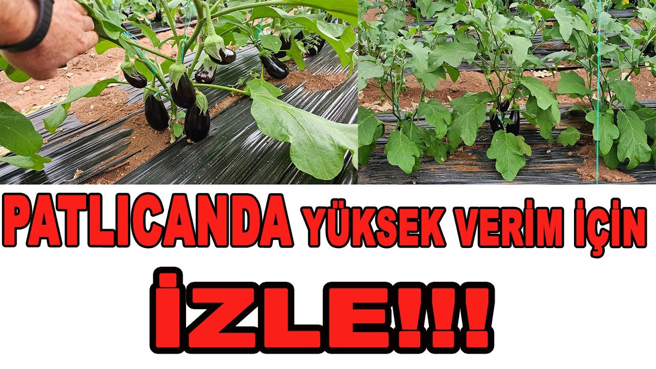 PATLICANDA YÜKSEK VERİM ALABİLMEK İÇİN BUNLARI YAPIN! @ZM-BK07 @ZM-BK #patlıcan