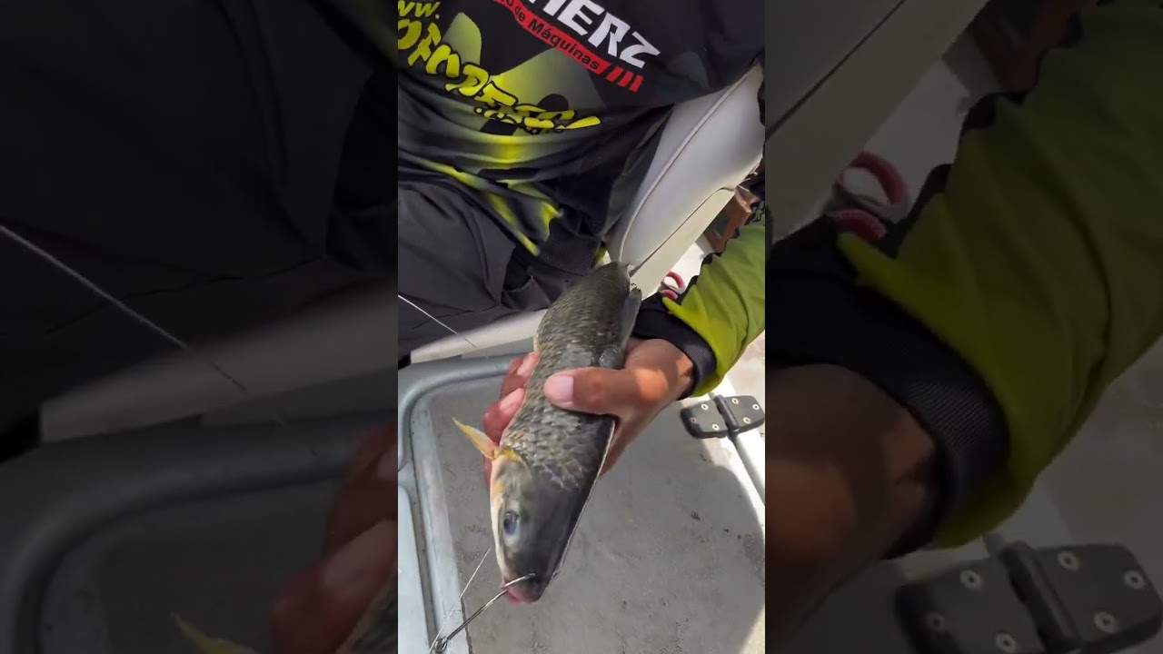 As&iacute; encarnamos para los gigantes #pesca #videosdepesca #losdelsur #dorados #surub&iacute;