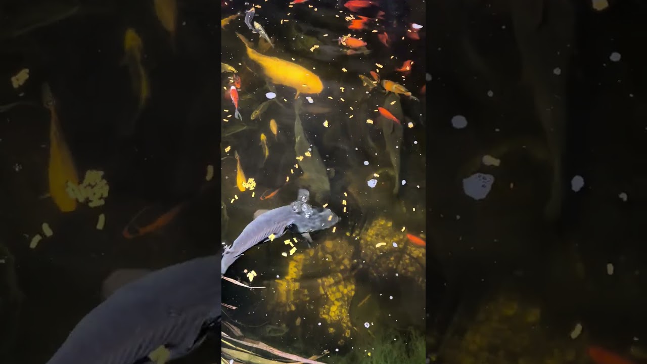 #fishpondgarden #fishpond #carp #koi #koicarp 